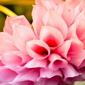 Meet your Posher, Grace elizabeth